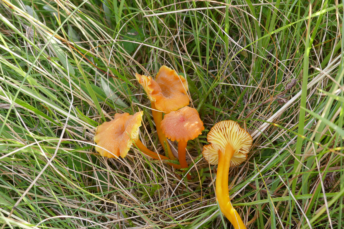 Hygrocybe cantharellus  by Jackie Ewan